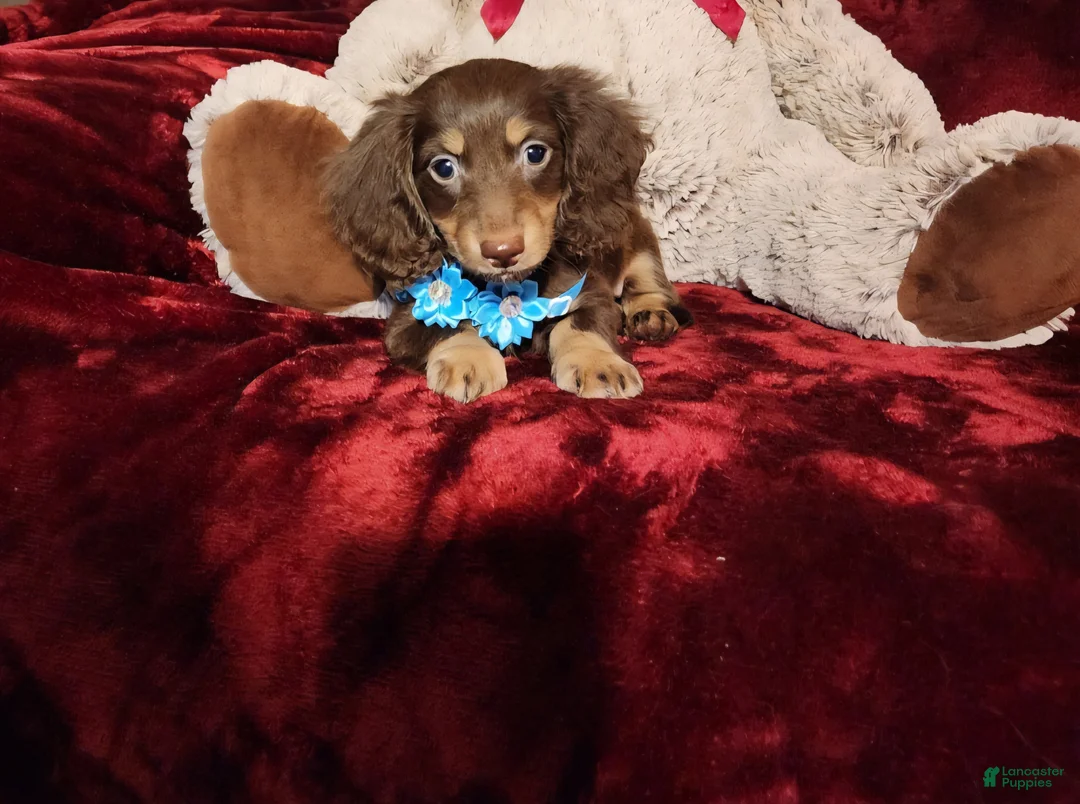 Miniature Dachshund dogs for sale: Miniature Dachshund Puppy 2 - Ad 2