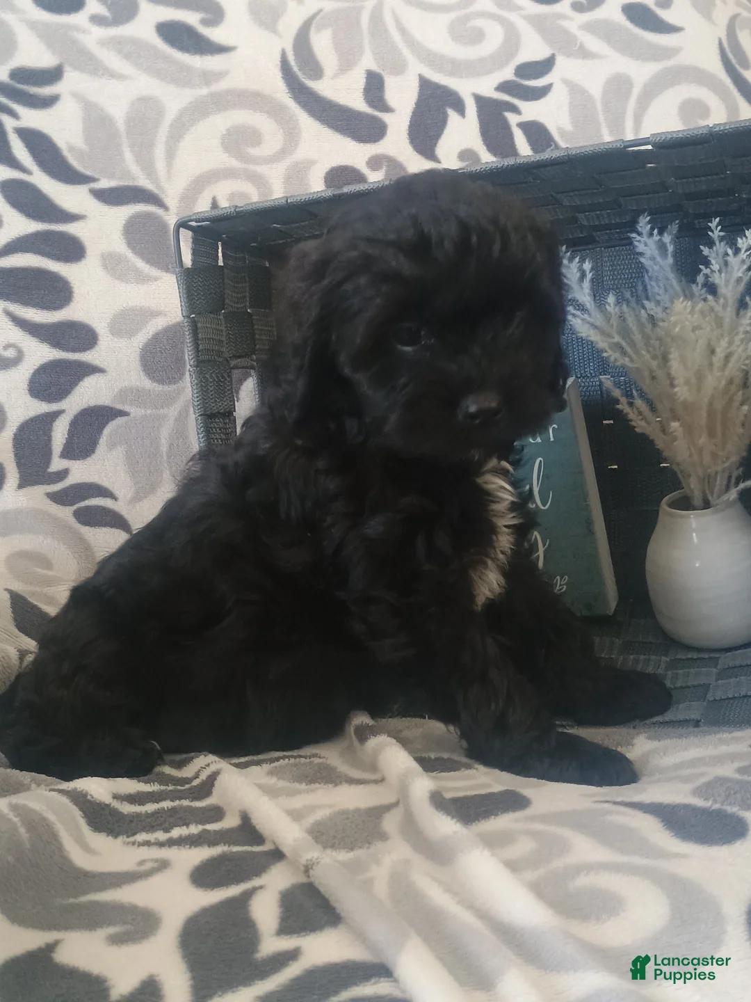 Cavapoo dogs for sale: Rosy - Ad 8