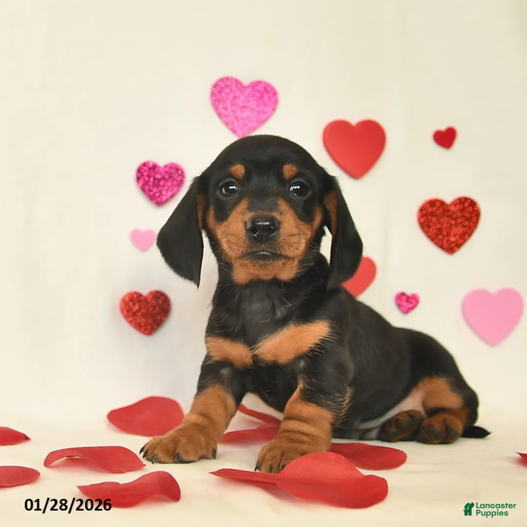 Miniature Dachshund dogs for sale: Oscar  - Ad 2