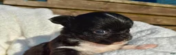 Chihuahua dogs for sale: Izzy - Ad 1