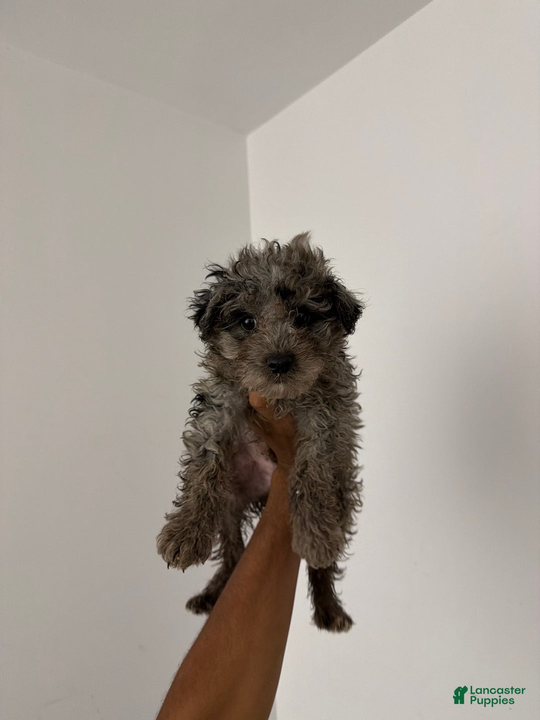 Mixed Breed dogs for sale: Mochi - Ad 1