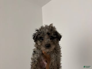 Mixed Breed dogs Mochi - Ad 38