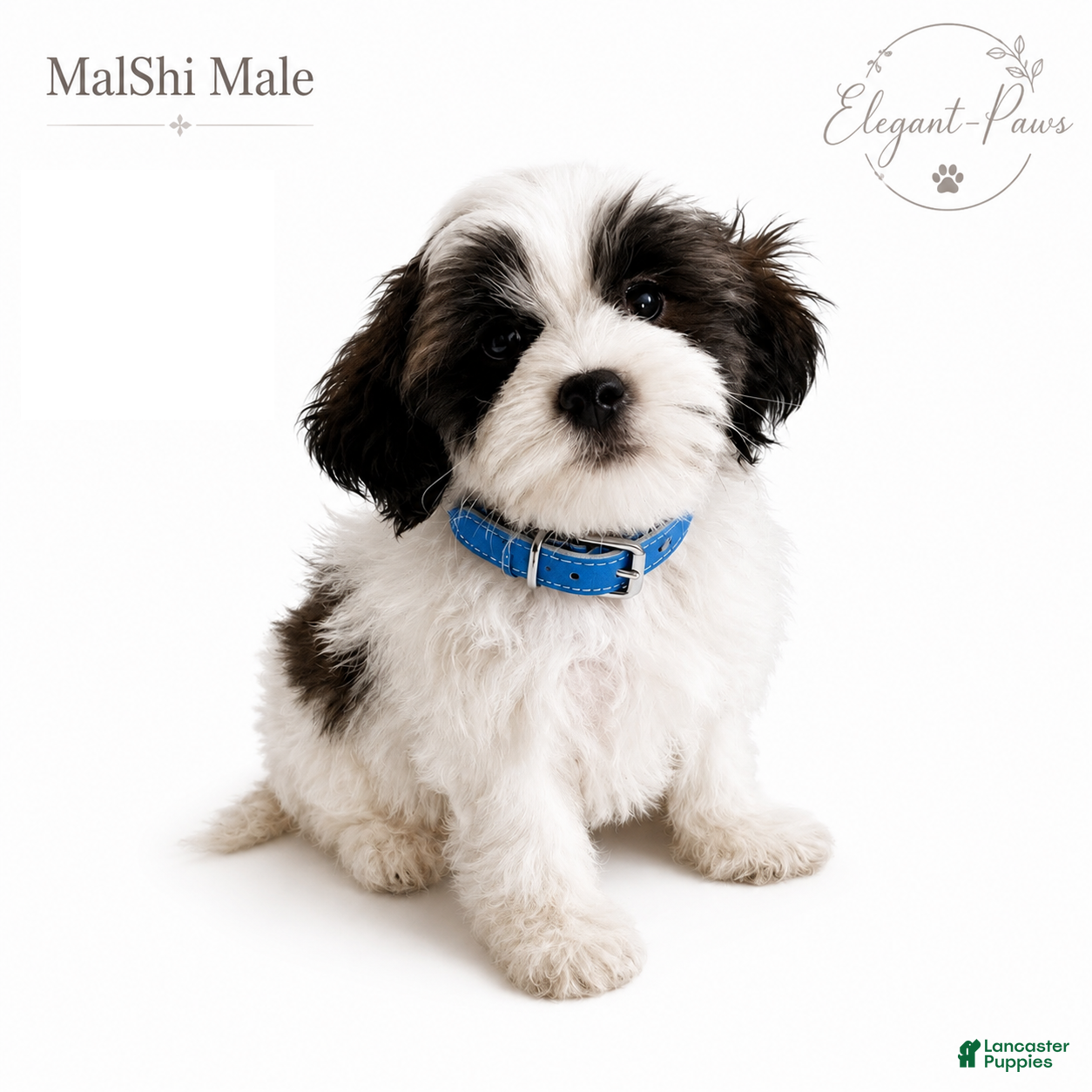 Malshi dogs for sale: Malshi 1 - Ad 1