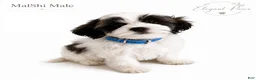 Malshi dogs for sale: Malshi 1 - Ad 1