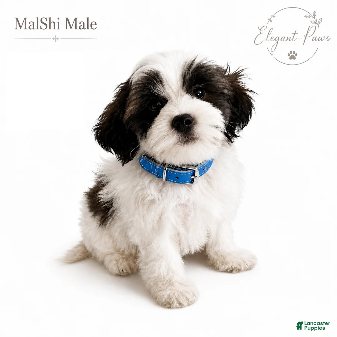 Malshi dogs for sale: Malshi 1 - Ad 1