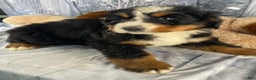 Bernese Mountain Dog dogs for sale: Trixie - Ad 3