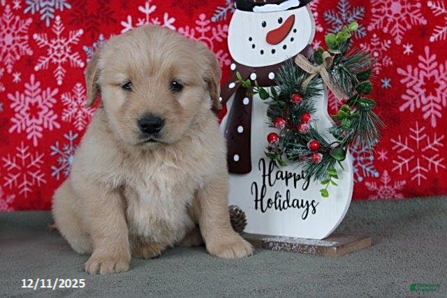 Golden Retriever dogs Cider - Ad 15