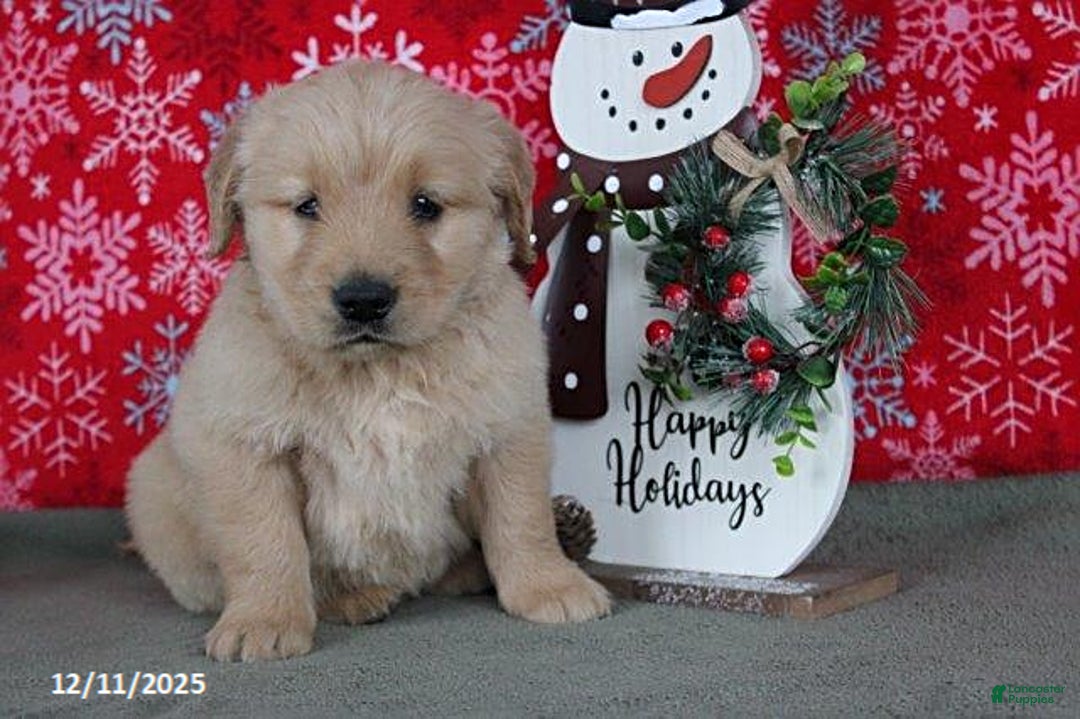 Golden Retriever dogs for sale: Cider - Ad 1