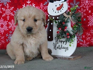 Golden Retriever dogs Cider - Ad 38