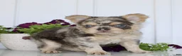 French Bulldog dogs for sale: Raptor - Ad 7