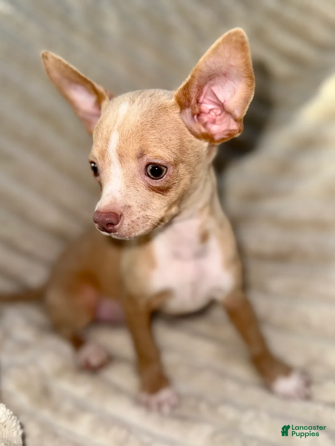 Chihuahua dogs for sale: Biggy  - Ad 2