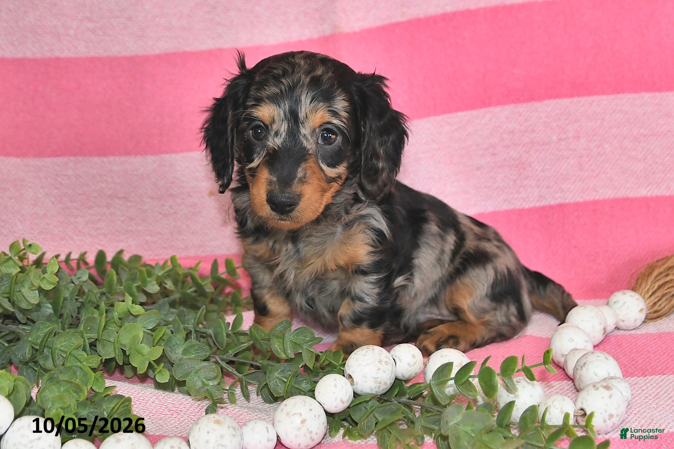 Miniature Dachshund dogs for sale: Gene - Ad 1