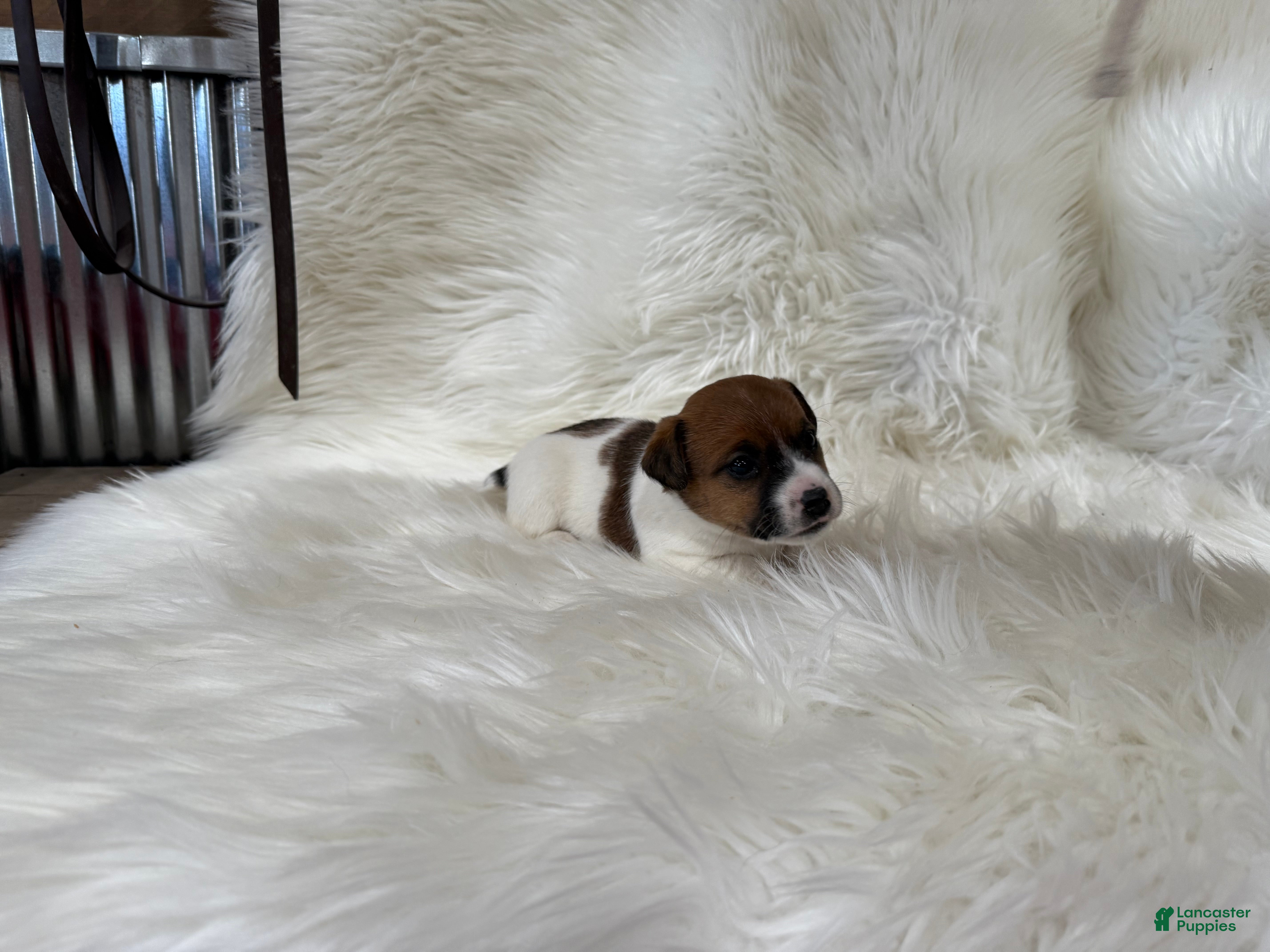 Jack Russell Terrier dogs Josie Puppy 2 - Ad 39