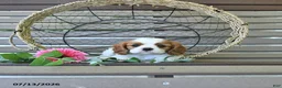 Cavalier King Charles Spaniel dogs for sale: Braden - Ad 4