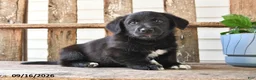 Mixed Breed dogs for sale: Scott - Ad 5