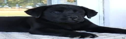 Labrador Retriever dogs for sale: Winston - Champ lines - Ad 3