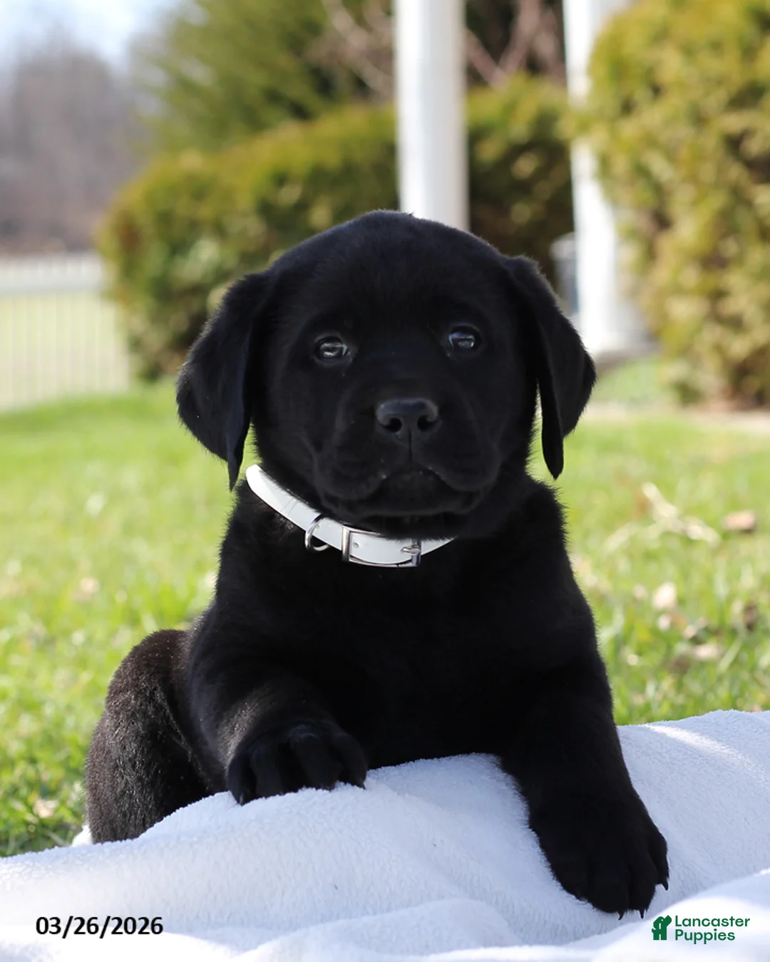 Labrador Retriever dogs for sale: Boston - Ad 1