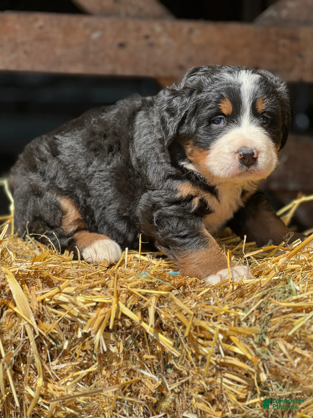 Bernese Mountain Dog dogs for sale: Tina - Ad 2