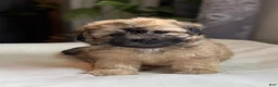 Shihpoo dogs for sale: Moe - Ad 4