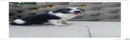 Mixed Breed dogs for sale: Mali - Ad 5