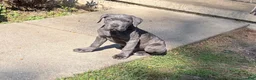 Cane Corso dogs for sale: Cane Corso 1 - Ad 2