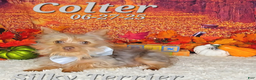 Silky Terrier dogs for sale: Colter - Ad 3