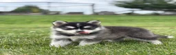 Pomsky dogs for sale: Tiffany - Ad 2