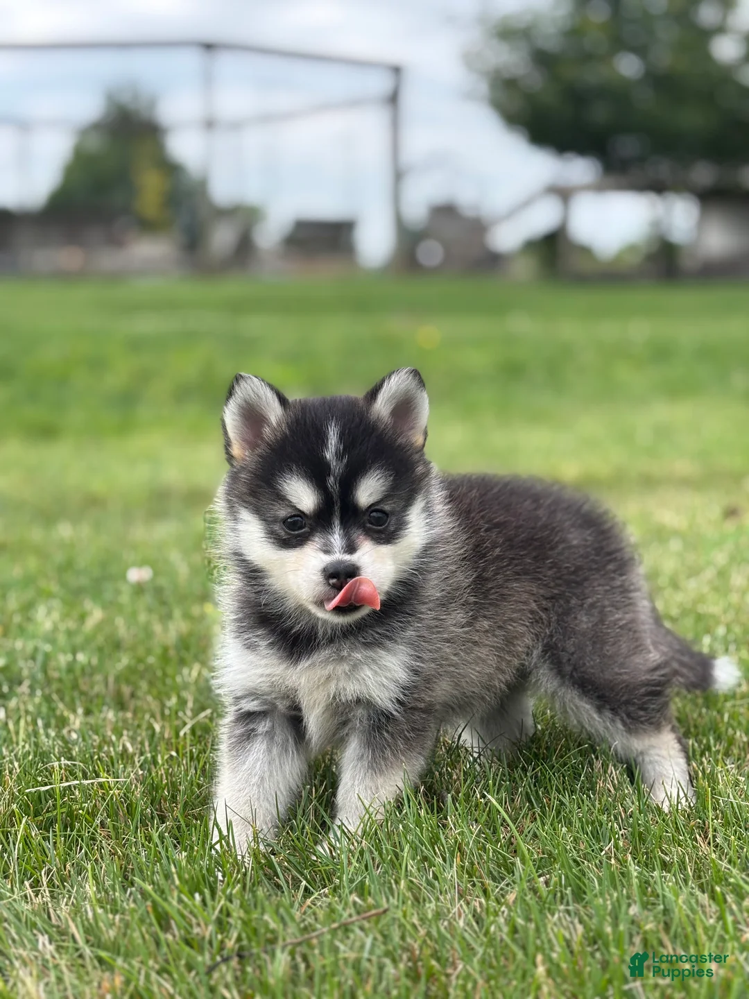 Pomsky dogs for sale: Tiffany - Ad 2
