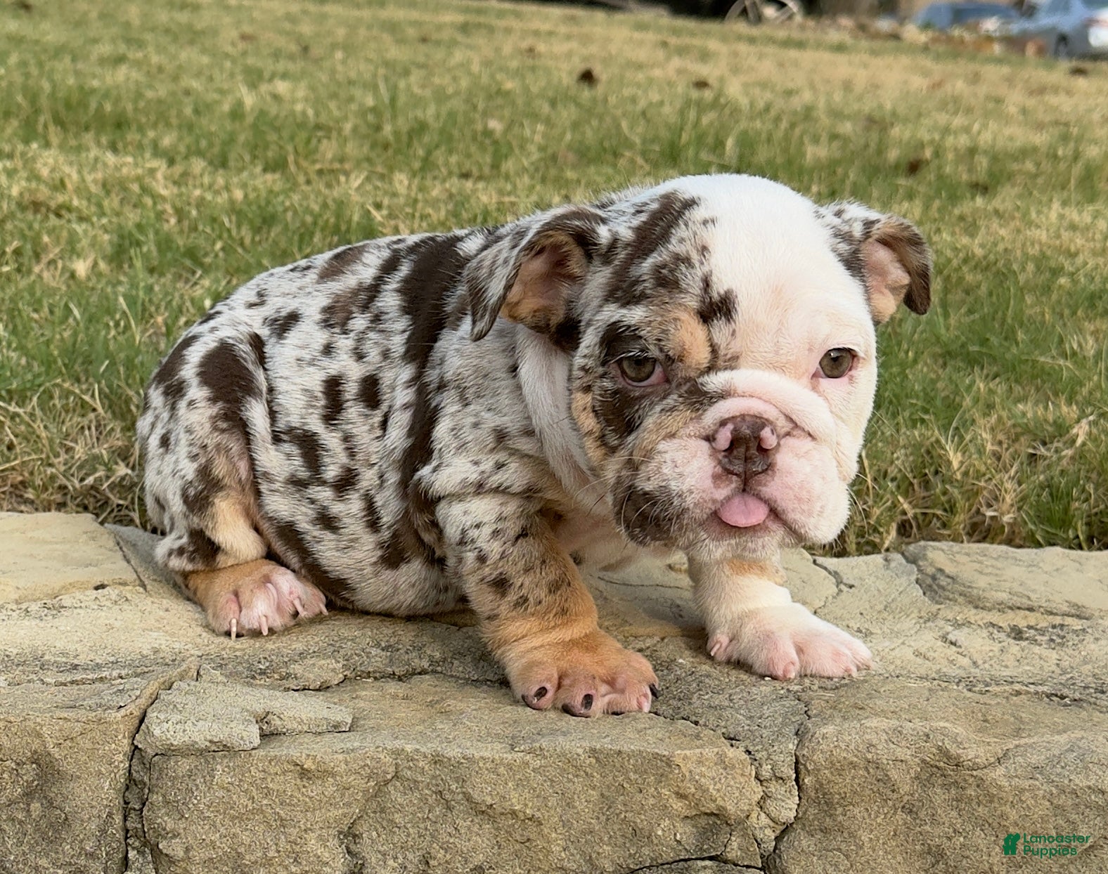 English Bulldog dogs TRIXX CHOCOLATE - English Bulldog  - Ad 1