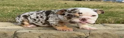 English Bulldog dogs for sale: TRIXX CHOCOLATE - English Bulldog  - Ad 1