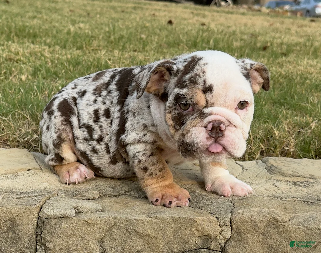 English Bulldog dogs for sale: TRIXX CHOCOLATE - English Bulldog  - Ad 1