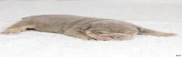 English Bulldog dogs for sale: Marine Rue English Bulldog  - Ad 5