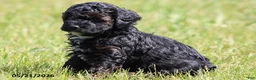 Miniature Poodle dogs for sale: Madison - Ad 5
