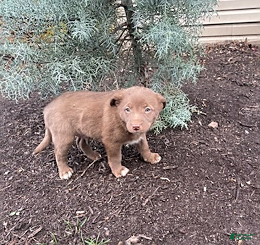 Mixed Breed dogs for sale: Oscar - Ad 1