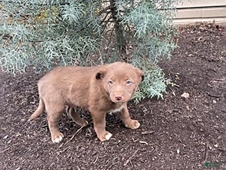 Mixed Breed dogs Oscar - Ad 18