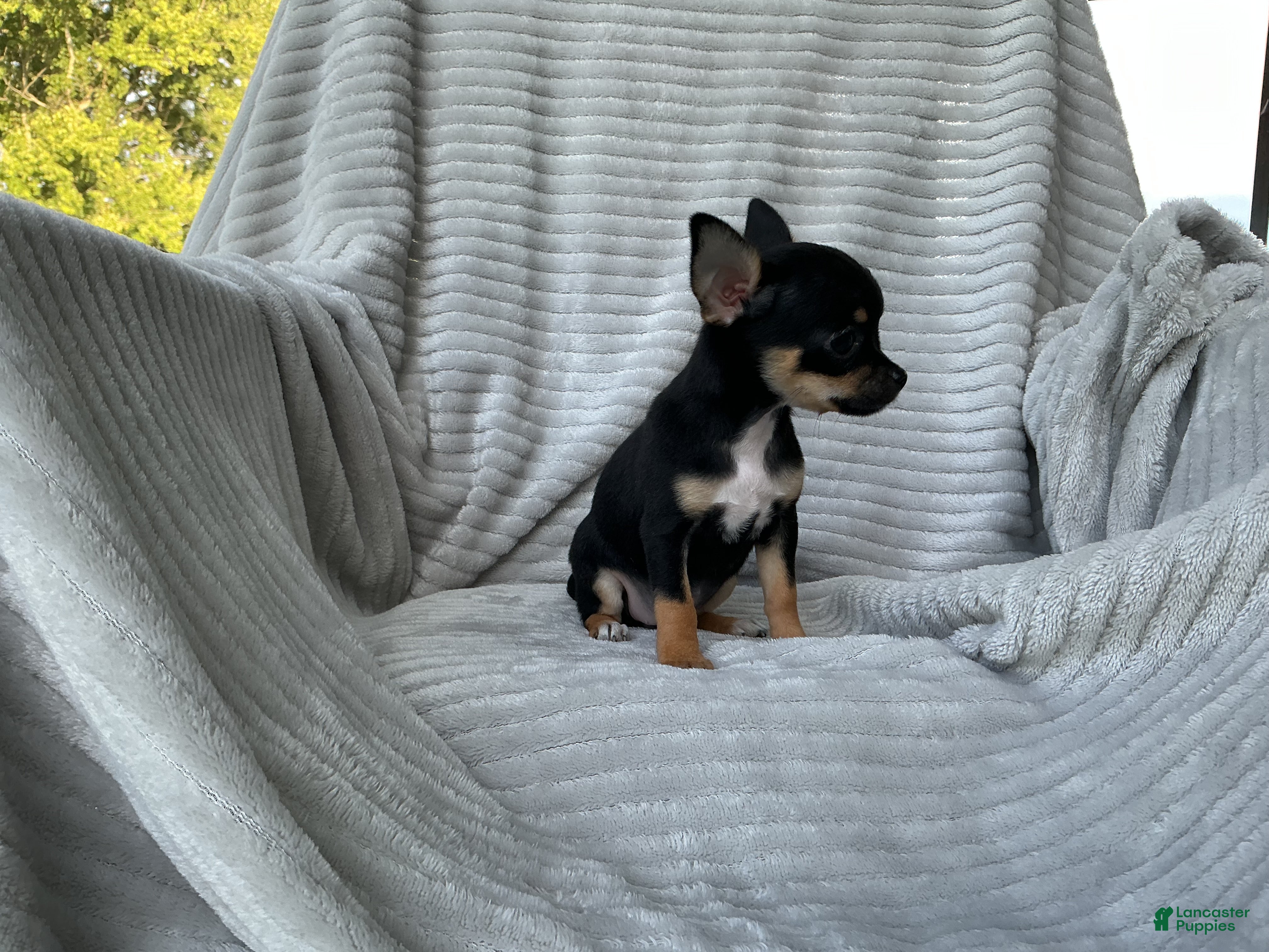 Chihuahua dogs Chihuahua 3 - Ad 2