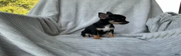 Chihuahua dogs for sale: Chihuahua 3 - Ad 2