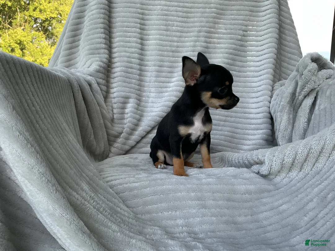 Chihuahua dogs for sale: Chihuahua 3 - Ad 2
