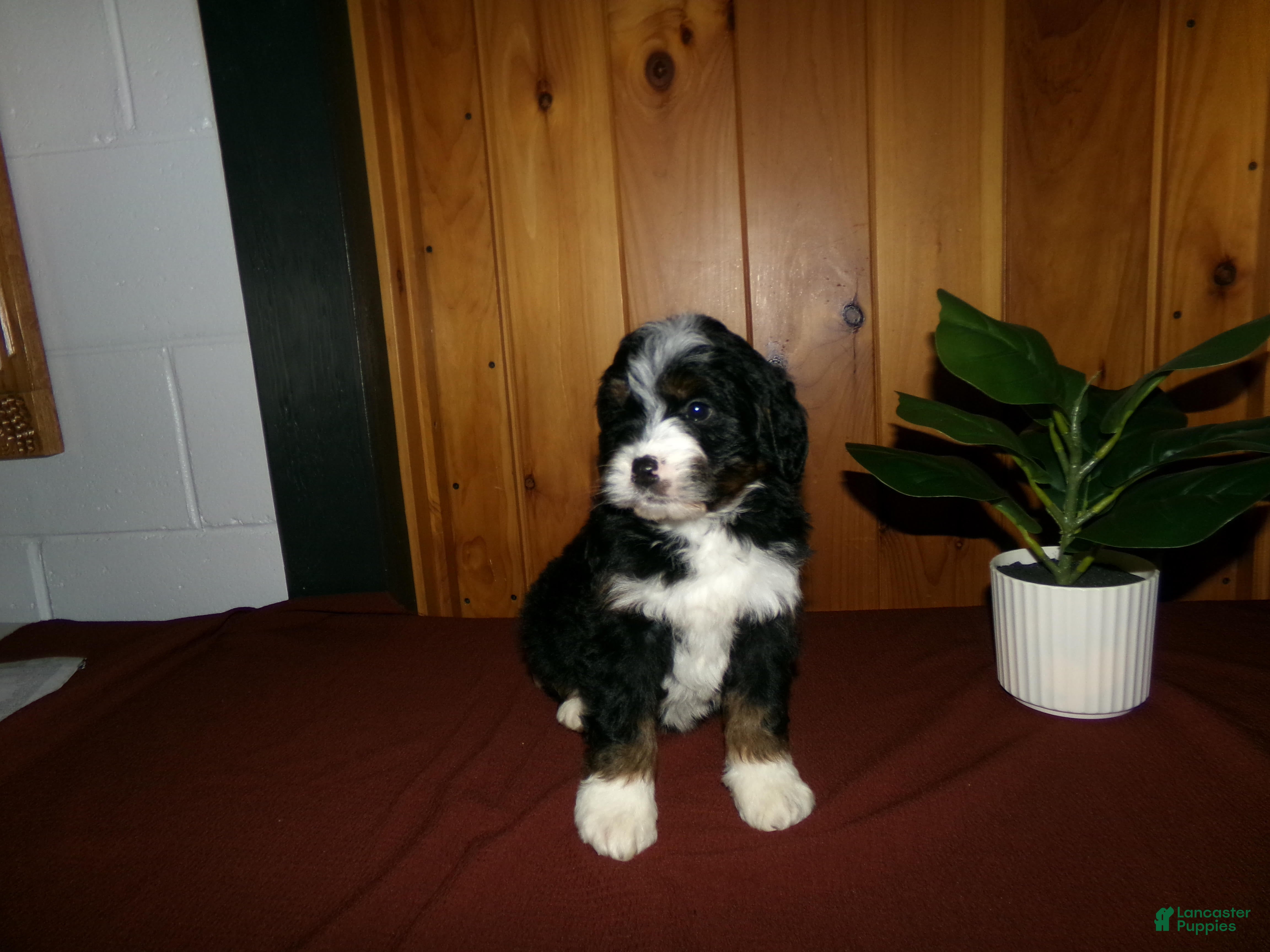 Mini Bernedoodle dogs Ashley - Ad 2
