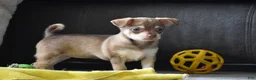 Chihuahua dogs for sale: Chihuahua Puppy 2 - Ad 7