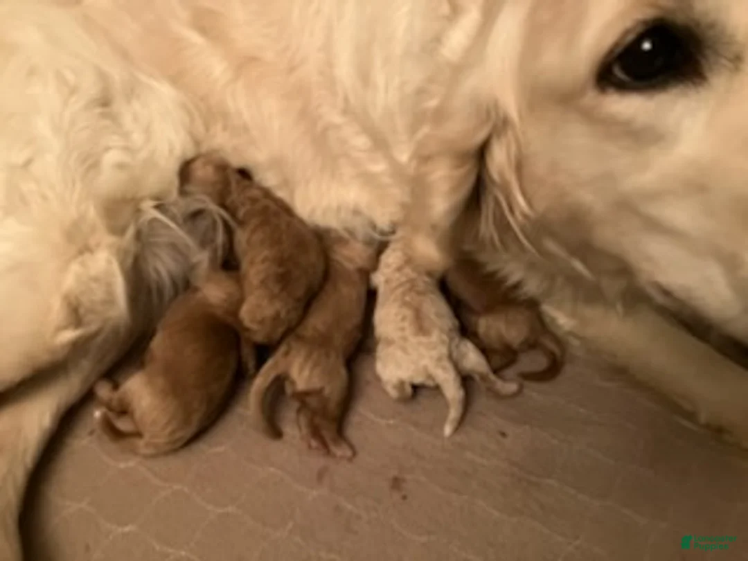 Mini Goldendoodle dogs for sale: Skya - Ad 10