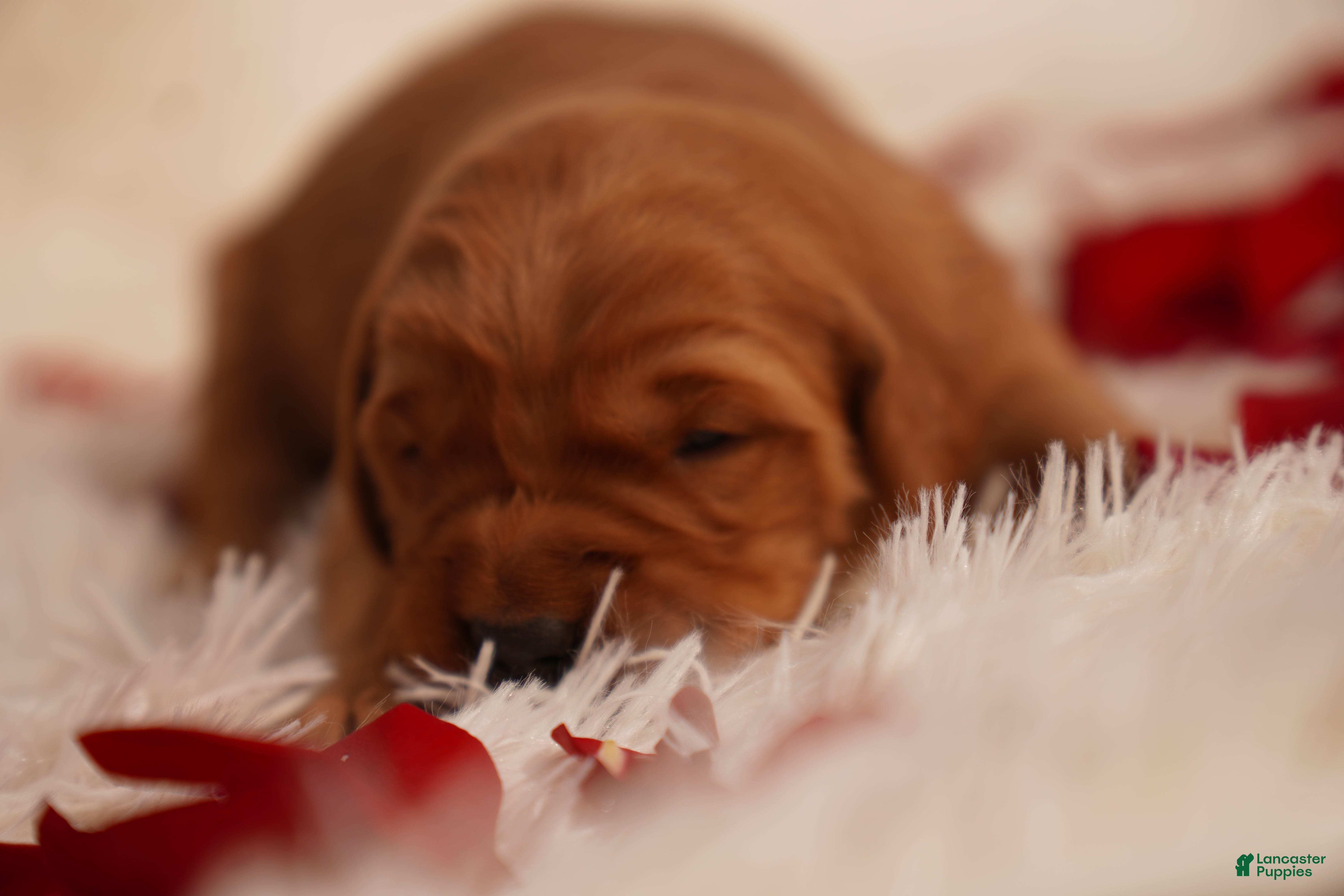 Golden Retriever dogs Iris - AKC, Genetically Clear - Ad 11