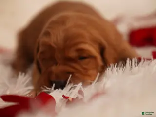 Golden Retriever dogs Iris - AKC, Genetically Clear - Ad 11