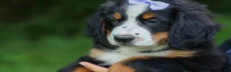 Bernese Mountain Dog dogs for sale: SOPHIE - Ad 11