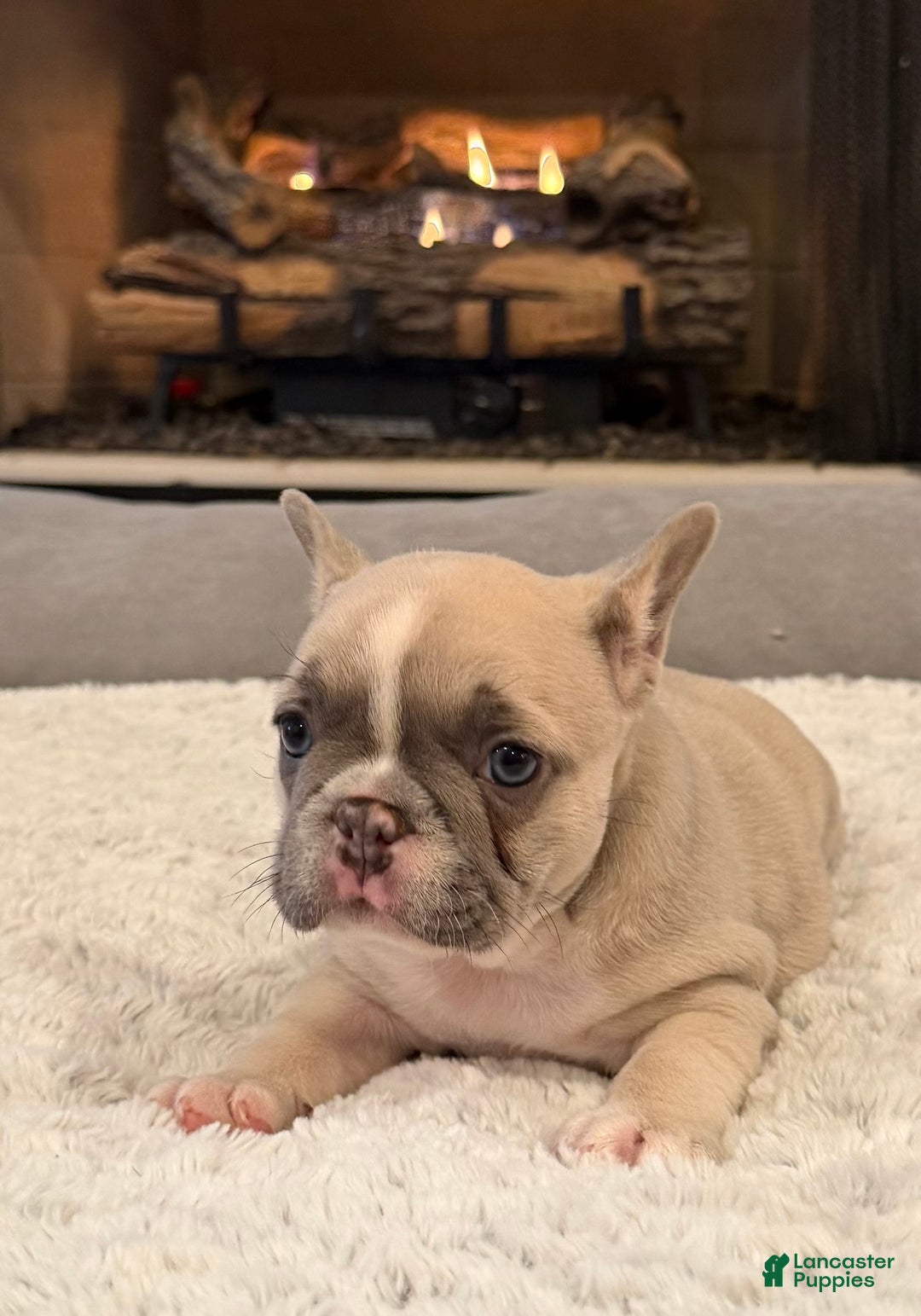French Bulldog dogs for sale: Maybelline - Ad 3