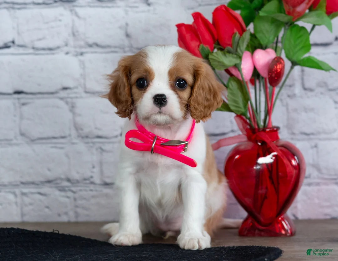 Cavalier King Charles Spaniel dogs for sale: Lana - Ad 1