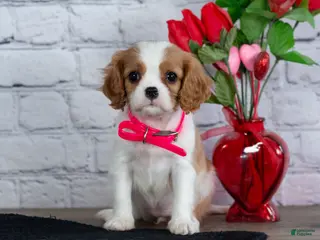 Cavalier King Charles Spaniel dogs Lana - Ad 9