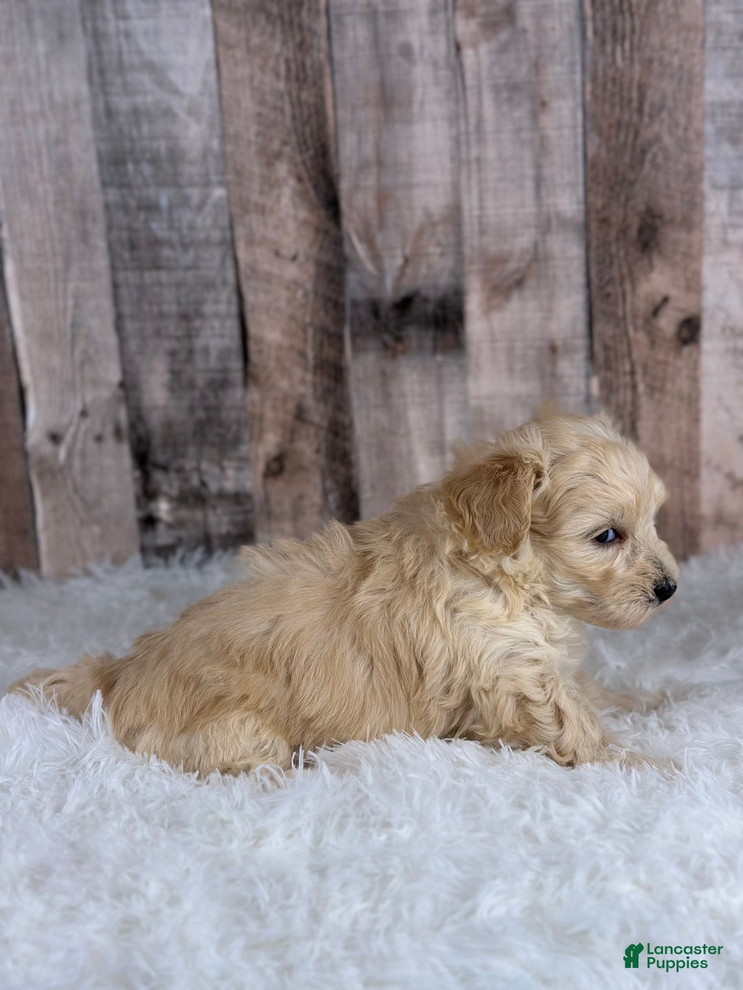 Maltipoo dogs for sale: Boy Nash - 0004 - Ad 3