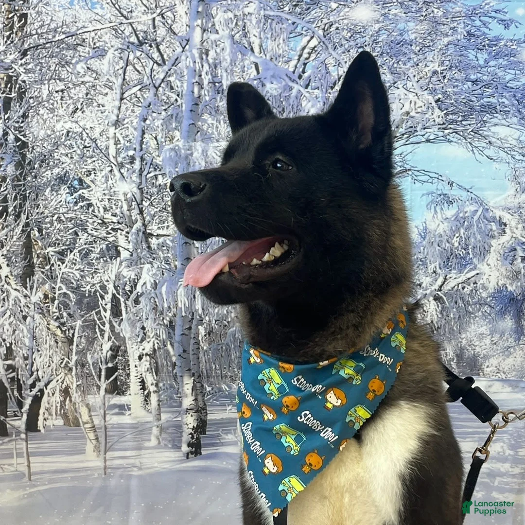 Gallery Image {{count}}