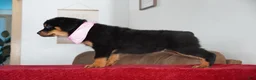 Rottweiler dogs for sale: Bella - Ad 5